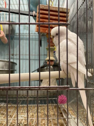 Pets In the Park - Butler, PA