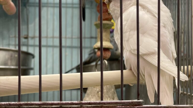 Pets In the Park - Butler, PA