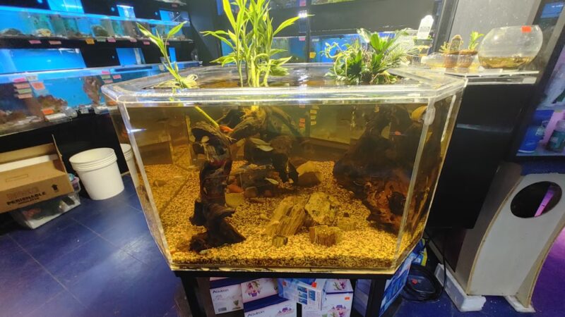 Pets In the Park - Butler, PA