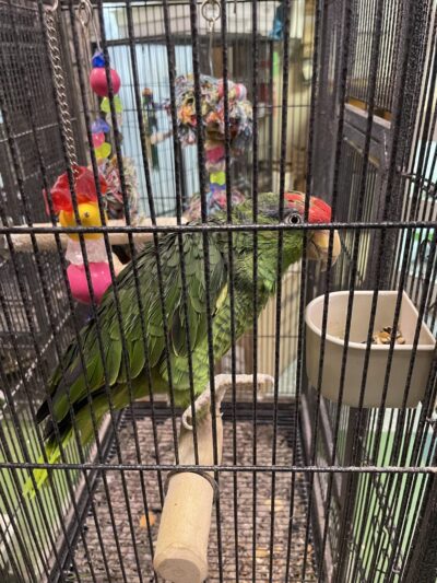 Pets In the Park - Butler, PA