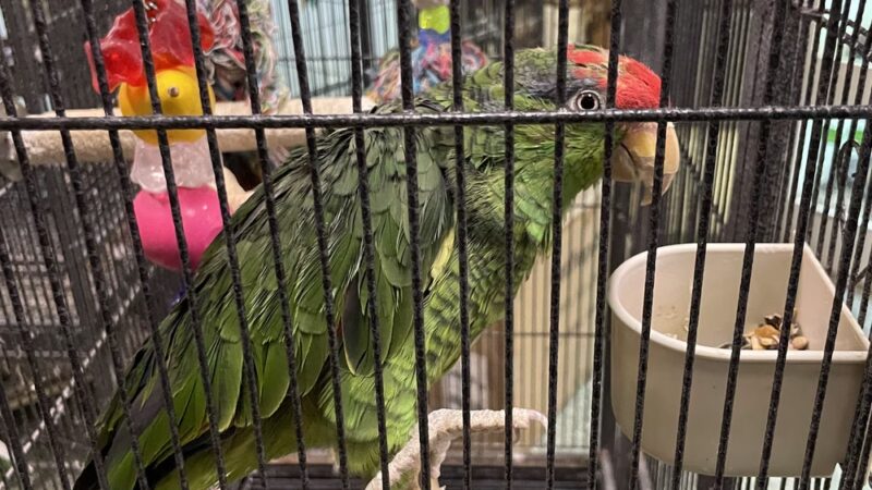 Pets In the Park - Butler, PA