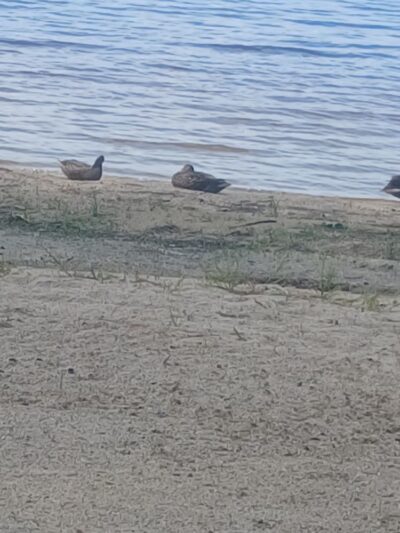 Bonny Eagle Park - Buxton, ME