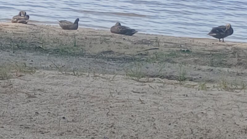 Bonny Eagle Park - Buxton, ME