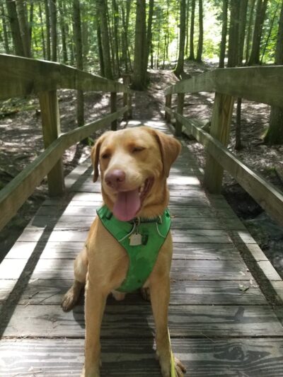 DogSense Training - Buxton, ME