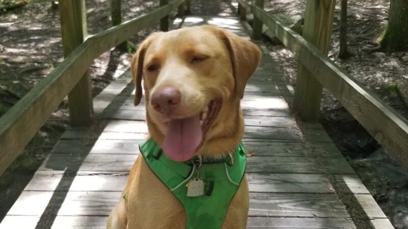 DogSense Training - Buxton, ME