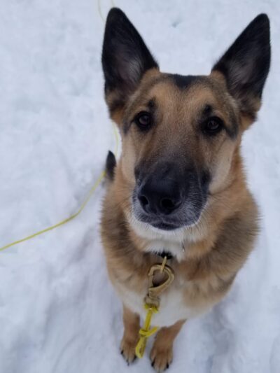 Goose Down Farm Kennel - Buxton, ME