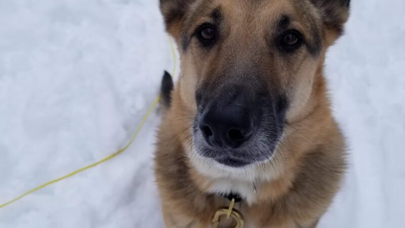 Goose Down Farm Kennel - Buxton, ME