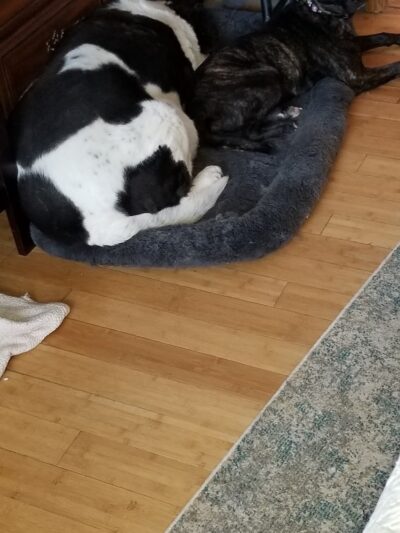 Goose Down Farm Kennel - Buxton, ME