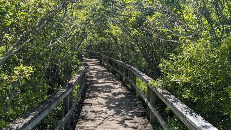 Buxton Woods Trail - Buxton, NC