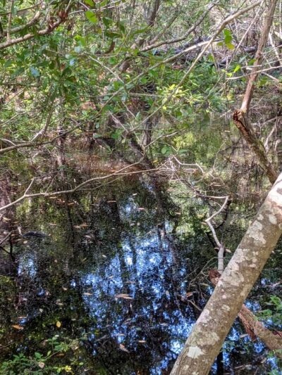 Buxton Woods Trail - Buxton, NC