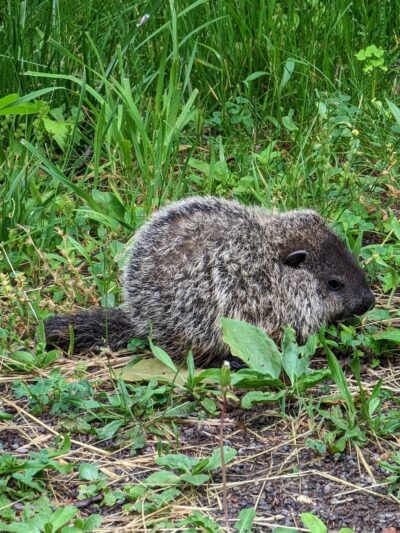 Butler-Freeport Community Trail Winfield Road Trailhead - Cabot, PA