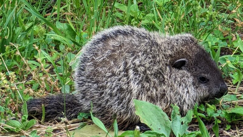 Butler-Freeport Community Trail Winfield Road Trailhead - Cabot, PA