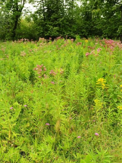 Christine Sevilla Wetlands Preserve - Caledonia, NY
