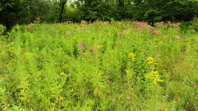 Christine Sevilla Wetlands Preserve - Caledonia, NY