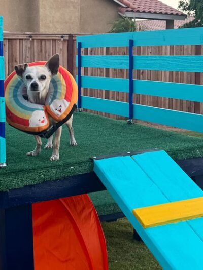 Rooney and Desi’s sniff ‘n’ play yard - Calexico, CA