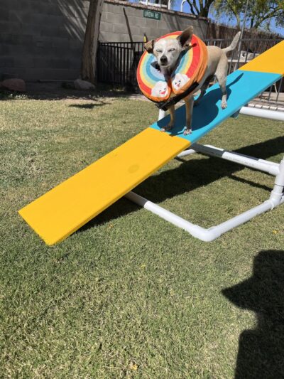 Rooney and Desi’s sniff ‘n’ play yard - Calexico, CA