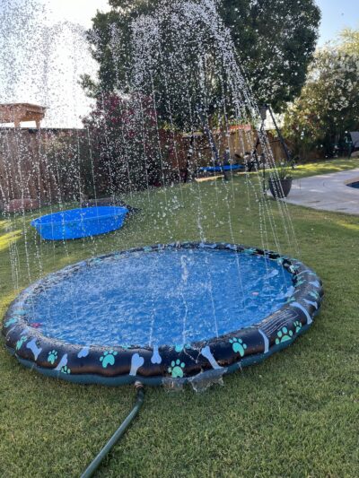 Rooney and Desi’s sniff ‘n’ play yard - Calexico, CA