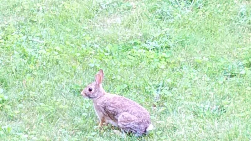 Calumet Memorial Park District - Calumet City, IL