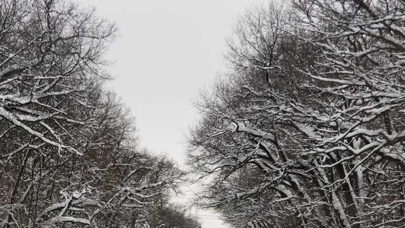 Wentworth Prairie Forest Preserve - Calumet City, IL