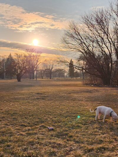 Wentworth Prairie Forest Preserve - Calumet City, IL
