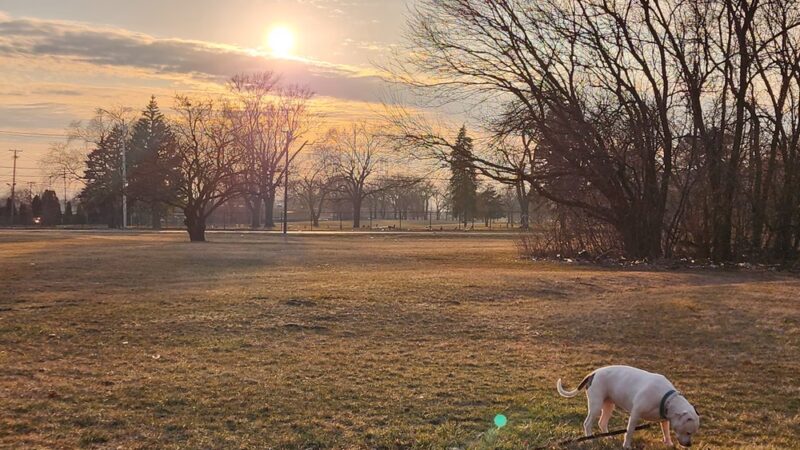 Wentworth Prairie Forest Preserve - Calumet City, IL