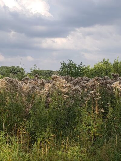 Wentworth Prairie Forest Preserve - Calumet City, IL