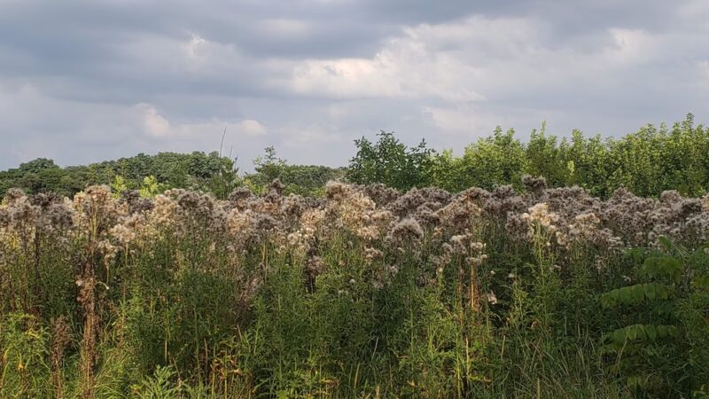 Wentworth Prairie Forest Preserve - Calumet City, IL