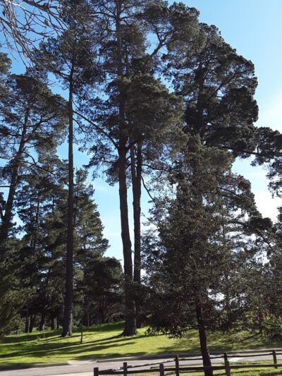 Hearst San Simeon State Park - Cambria, CA
