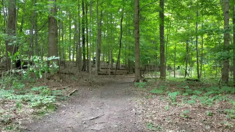 Muddy Creek Holly Trail - Cambridge Springs, PA