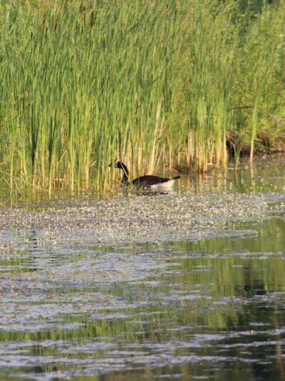 Cambridge Fishing Ponds and Wildlife Area - Cambridge, WI
