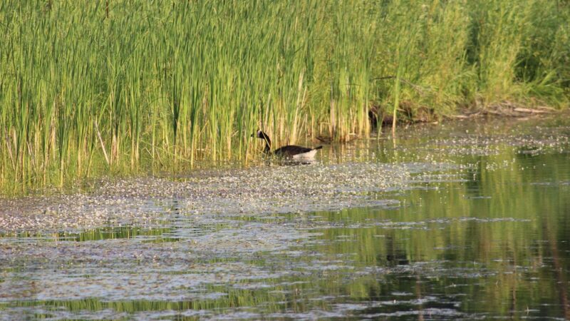 Cambridge Fishing Ponds and Wildlife Area - Cambridge, WI