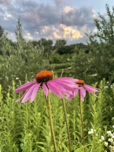 Cambridge Fishing Ponds and Wildlife Area - Cambridge, WI