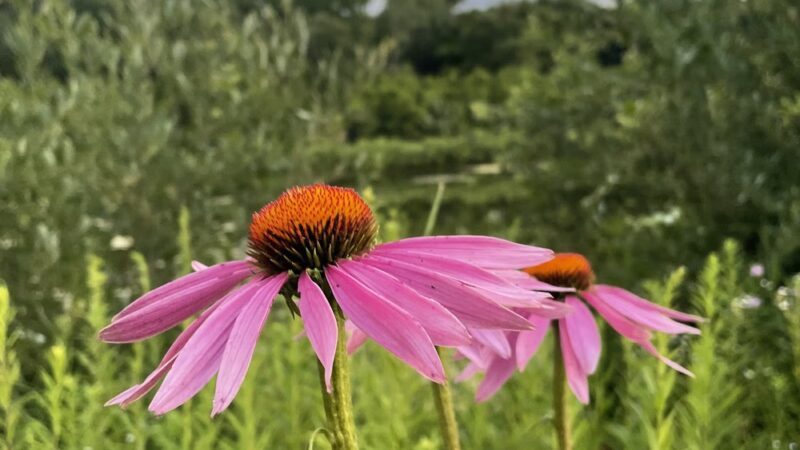 Cambridge Fishing Ponds and Wildlife Area - Cambridge, WI