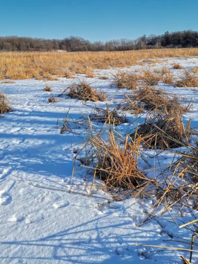 Lake District Prairie Preserve - Cambridge, WI