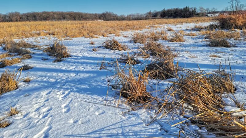 Lake District Prairie Preserve - Cambridge, WI