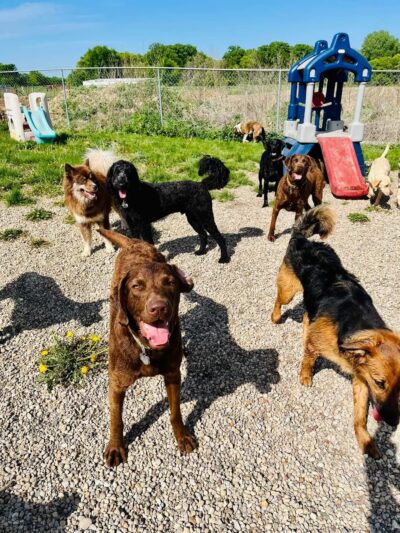Running Acres Doggy Daycare and Boarding - Cambridge, WI