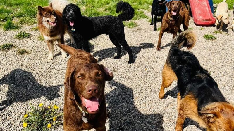 Running Acres Doggy Daycare and Boarding - Cambridge, WI