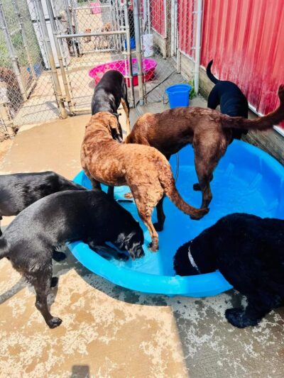 Running Acres Doggy Daycare and Boarding - Cambridge, WI