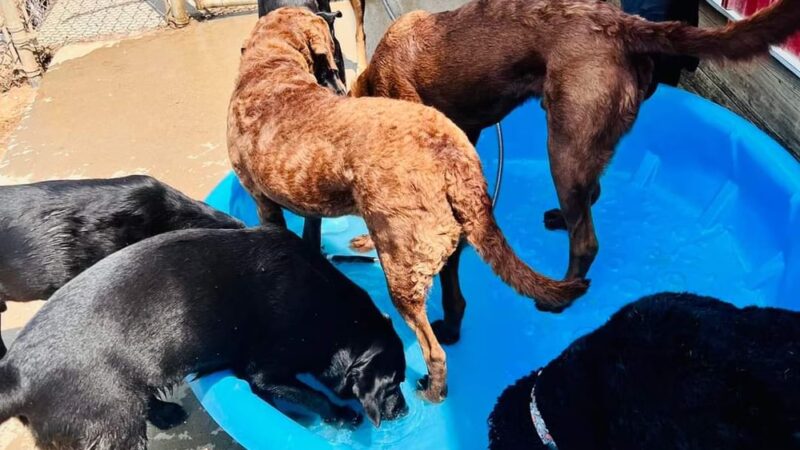 Running Acres Doggy Daycare and Boarding - Cambridge, WI