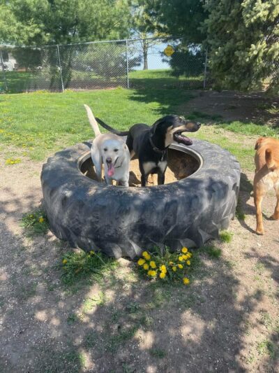 Running Acres Doggy Daycare and Boarding - Cambridge, WI
