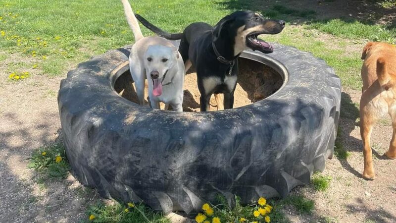 Running Acres Doggy Daycare and Boarding - Cambridge, WI