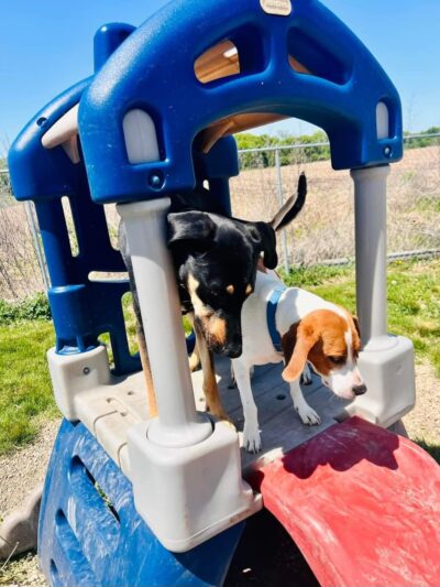 Running Acres Doggy Daycare and Boarding - Cambridge, WI
