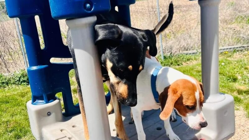 Running Acres Doggy Daycare and Boarding - Cambridge, WI
