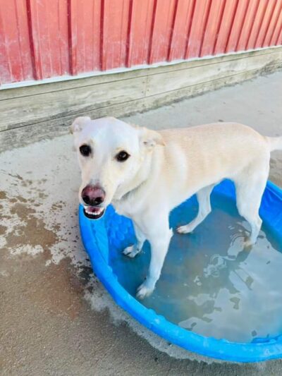 Running Acres Doggy Daycare and Boarding - Cambridge, WI