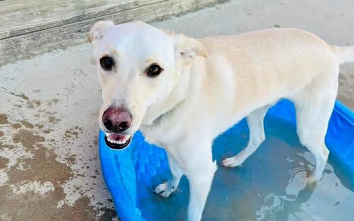 Running Acres Doggy Daycare and Boarding - Cambridge, WI