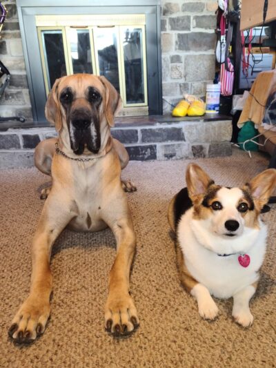 Bark Bath & Beyond Pet Salon - Camden, NY