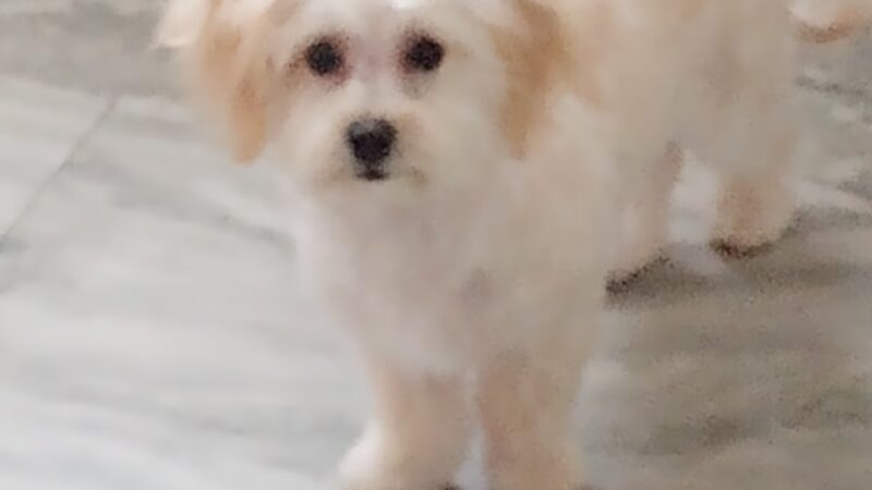 Bark Bath & Beyond Pet Salon - Camden, NY
