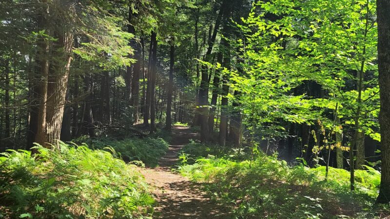 Forest Park - Camden, NY