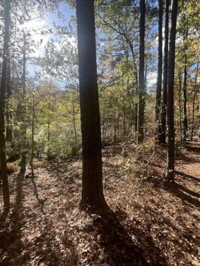 Treasure Point Park - Camden, NC