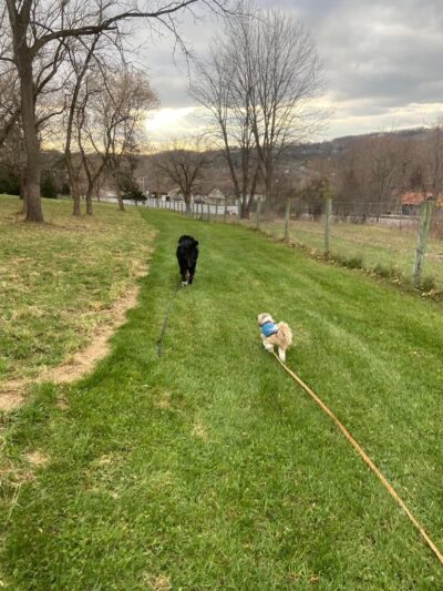 Salty Dog Ranch - Camillus, NY